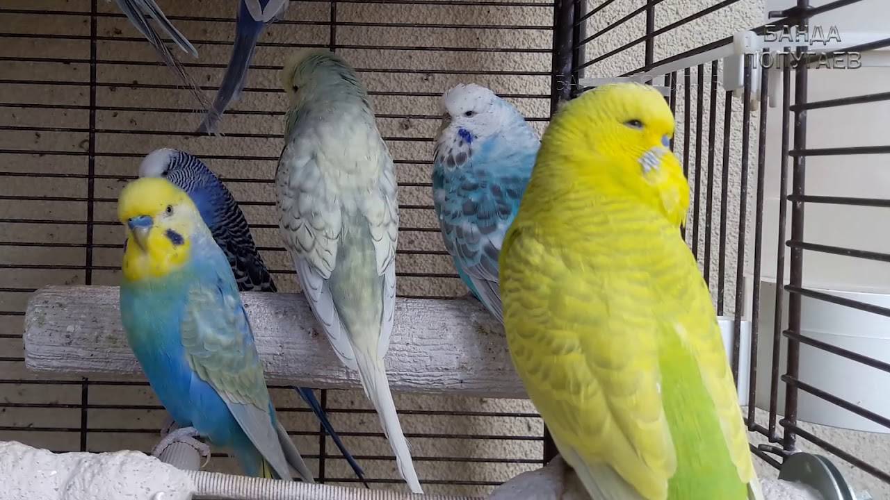 Пение волнистых попугаев и их звуки, слушать и смотреть видео