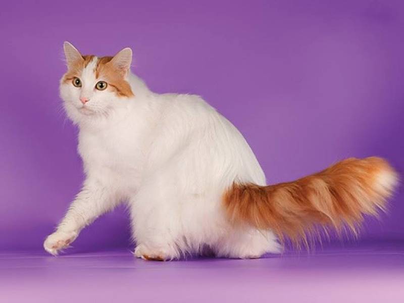 Анатолийская кошка: история породы и особенности содержания