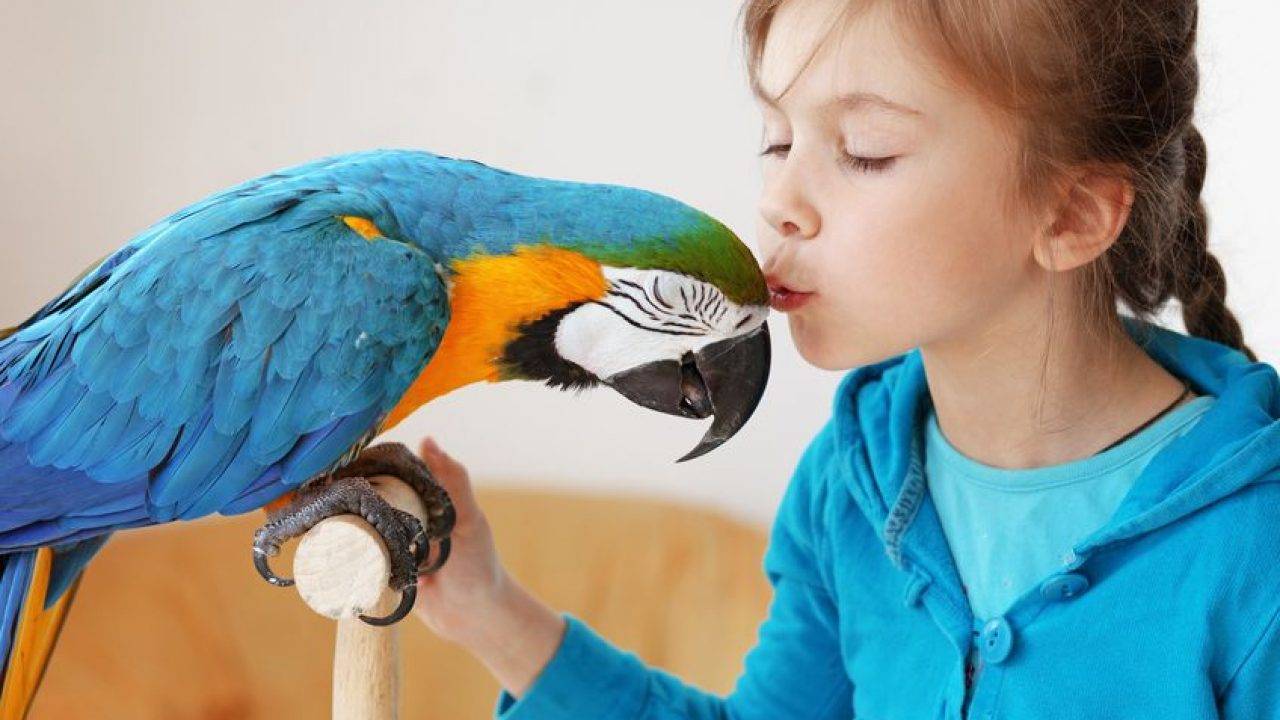 Попугай для ребенка: какой лучше, что нужно знять