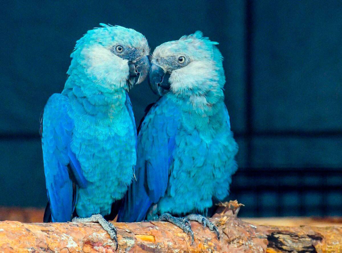 Голубой ара – фото, описание, ареал, рацион, враги, популяция | golubevod.net