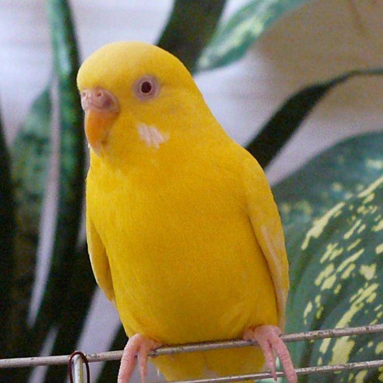 Волнистый попугай лютино — желтый красавец