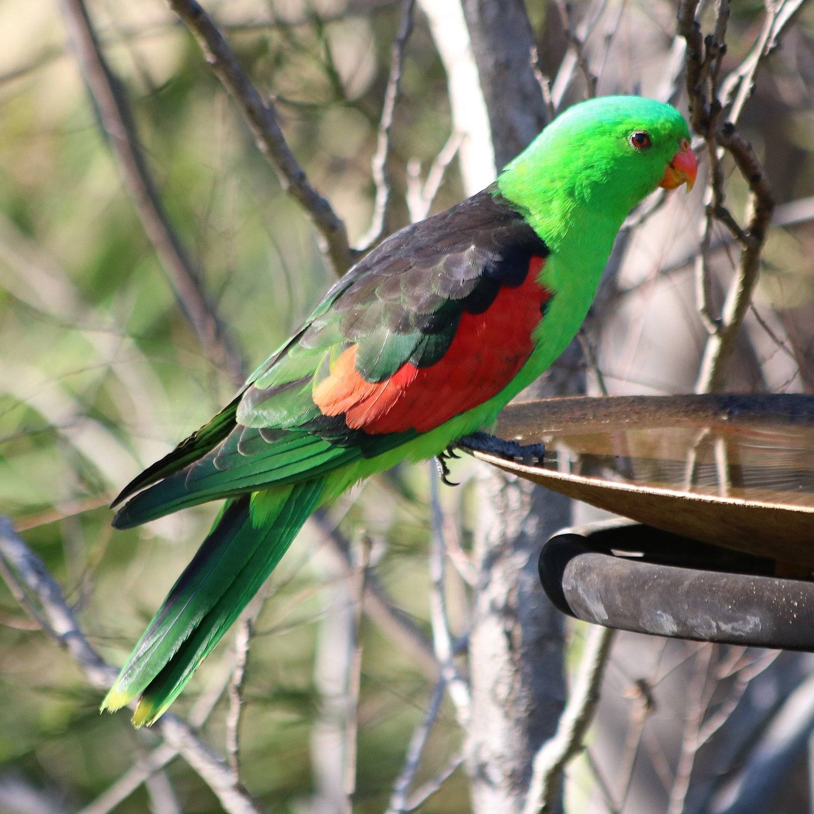 Волнистые попугаи (лат. melopsittacus undulatus), фотографии волнистых попугаев