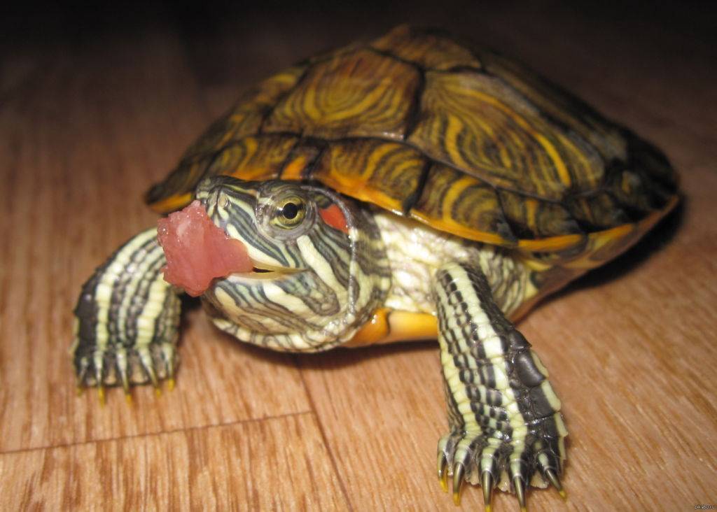 Болезни красноухих черепах: симптомы и способы лечения
