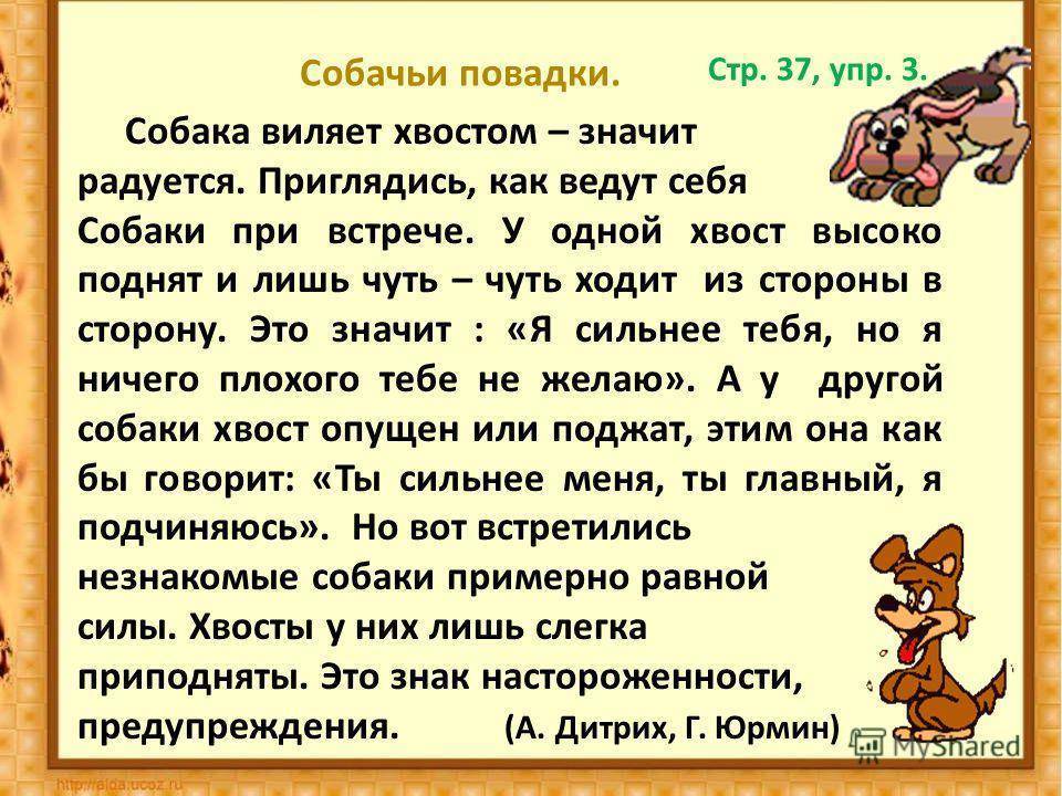 ✅ почему собака не виляет хвостом хозяину. почему собака виляет хвостом - mymets.ru