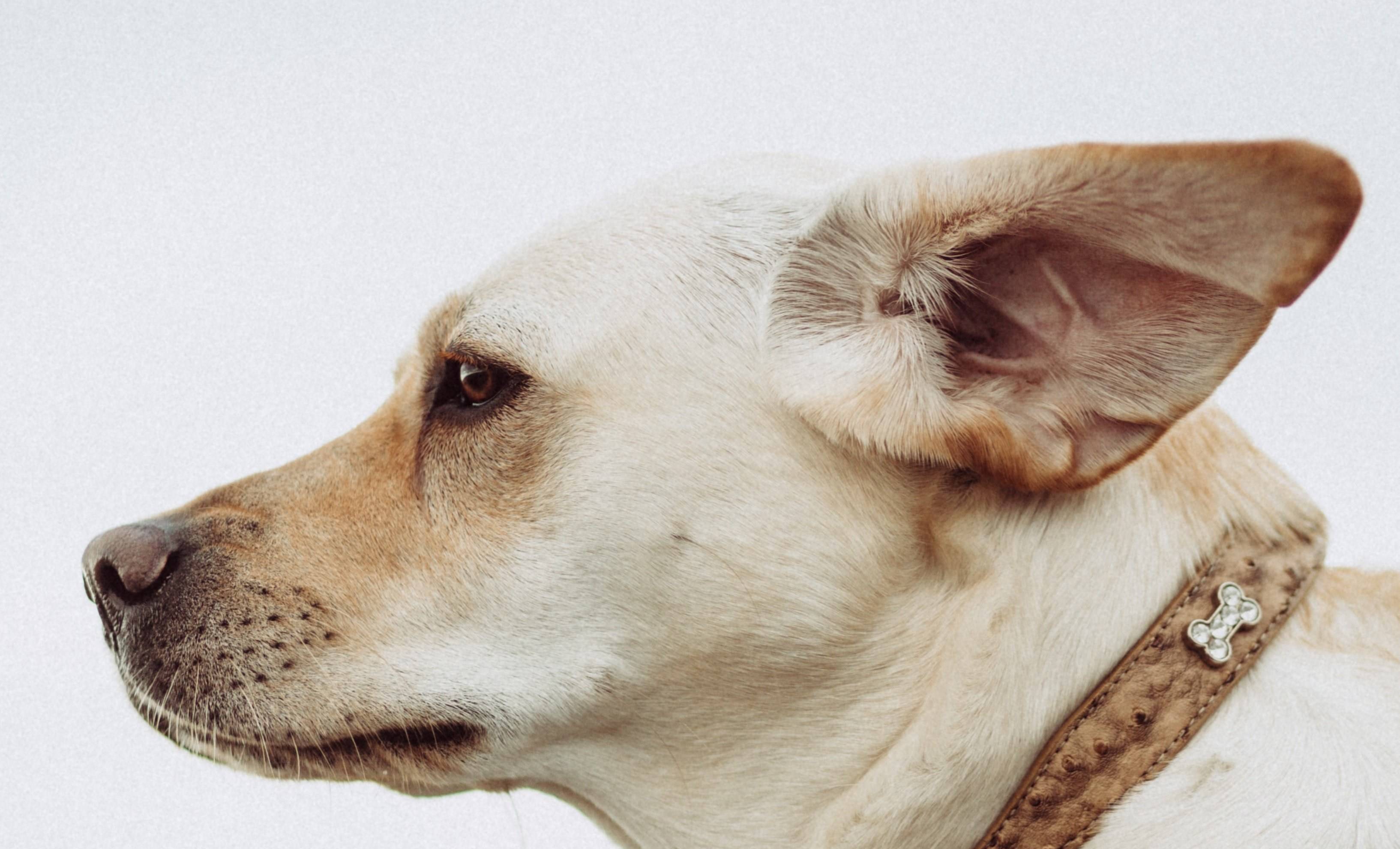 Собака чешет уши: причины, лечение и профилактика
собака чешет уши: причины, лечение и профилактика
