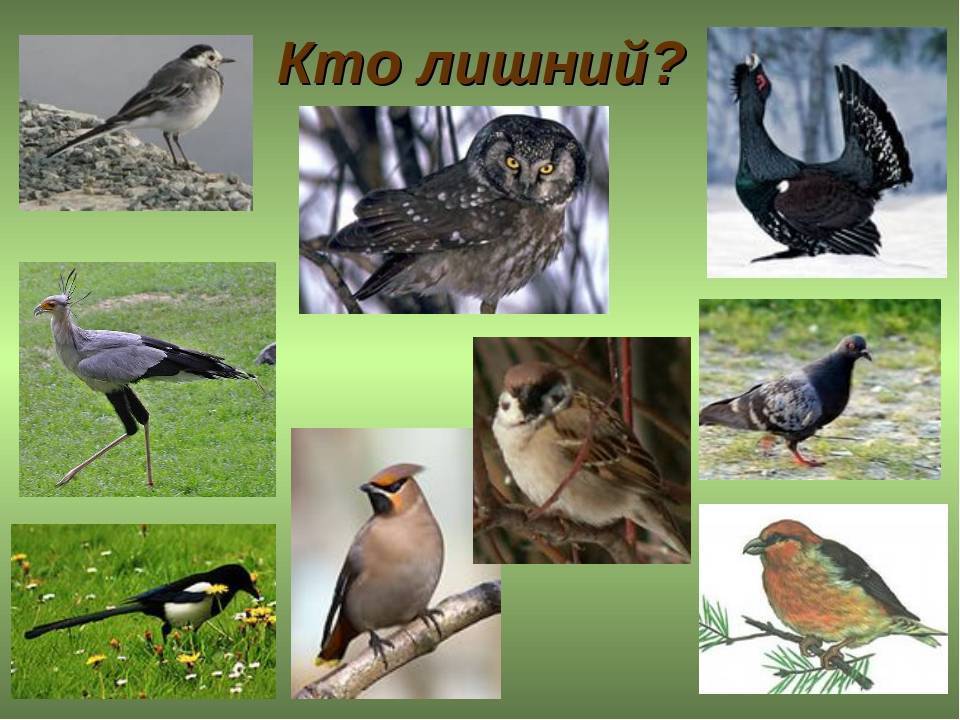 ᐉ перелетные птицы урала фото с названиями - zoomanji.ru