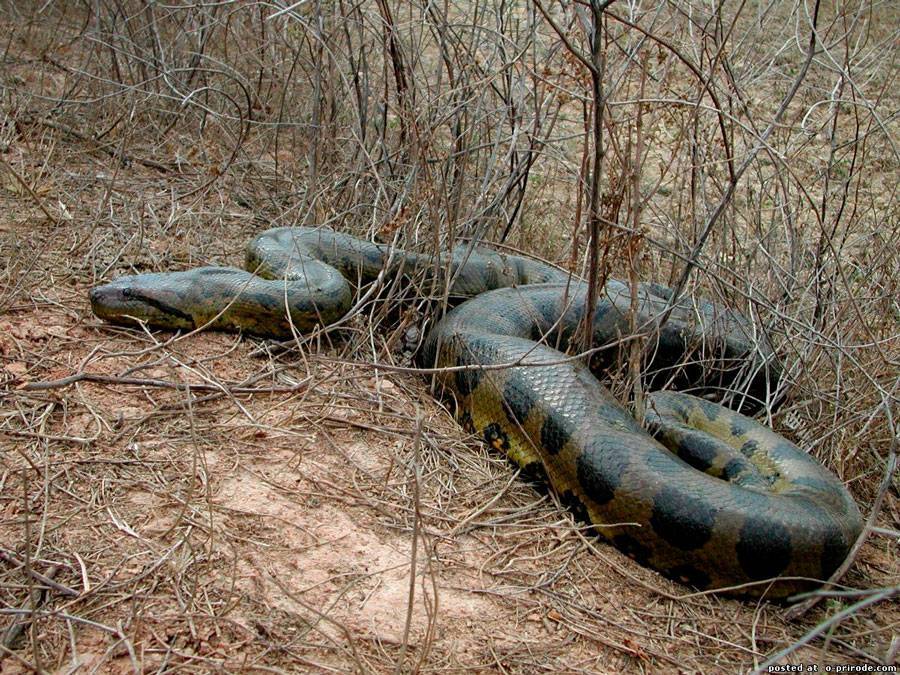 Большая змея - характеристика, строение, названия и их особенности (110 фото + видео)