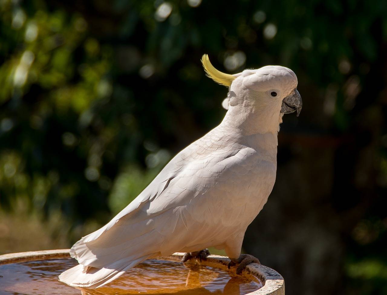 Виды какаду. самые популярные виды попугаев какаду.
