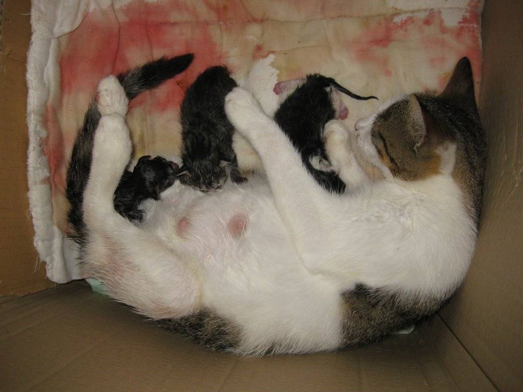 Беременность у кошек: признаки, продолжительность, советы по уходу  - mimer.ru