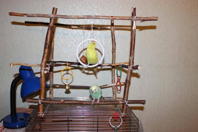 Игровая площадка для попугая: главные требования, как сделать стенд своими руками