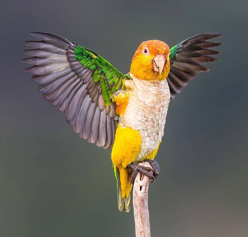 Попугай каик черноголовый и рыжеголовый белобрюхий: особенности