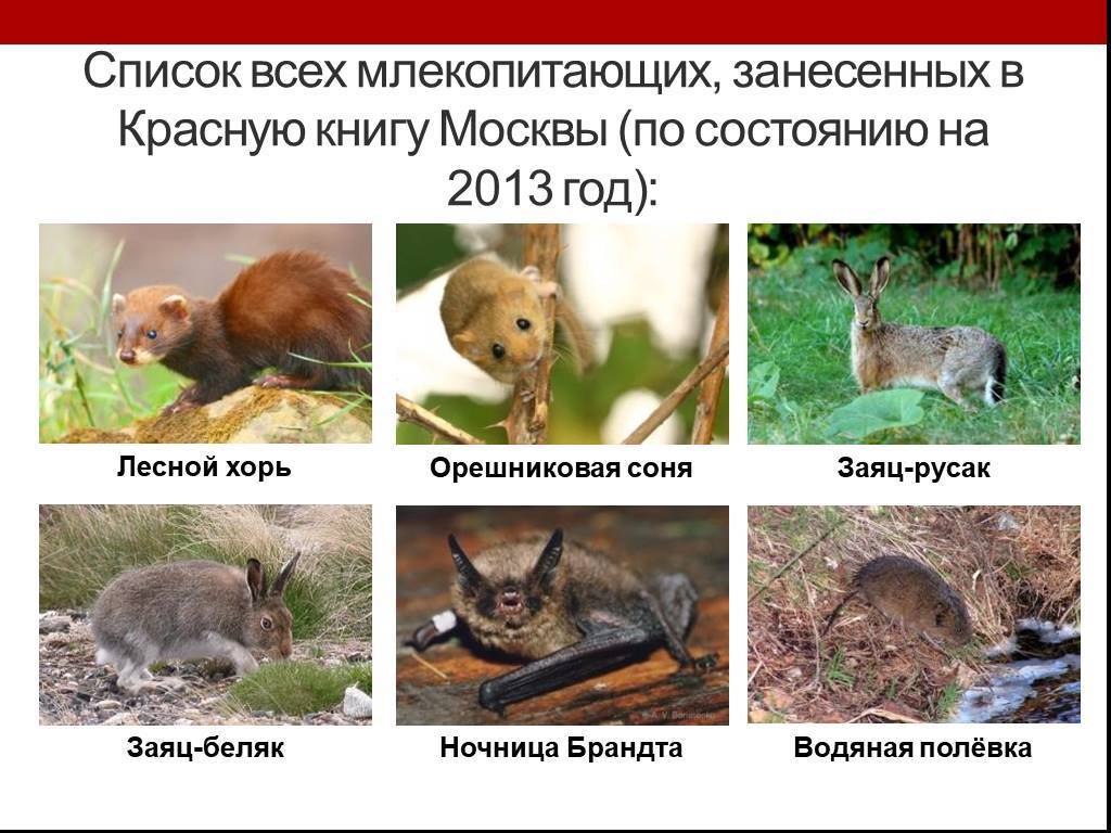 Животный мир московской области – список, характеристика и фото