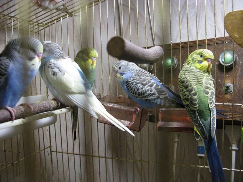 О пении попугаев