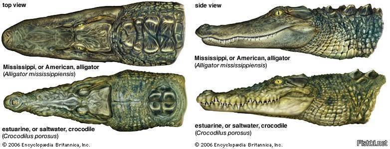 Крокодилы и аллигаторы - виды, названия, фото и описание, видео, питание и размножение