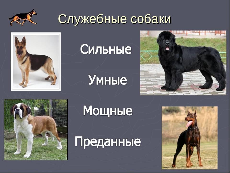 Виды собак. служебные, декоративные, охотничьи, ездовые. описание пород :: syl.ru