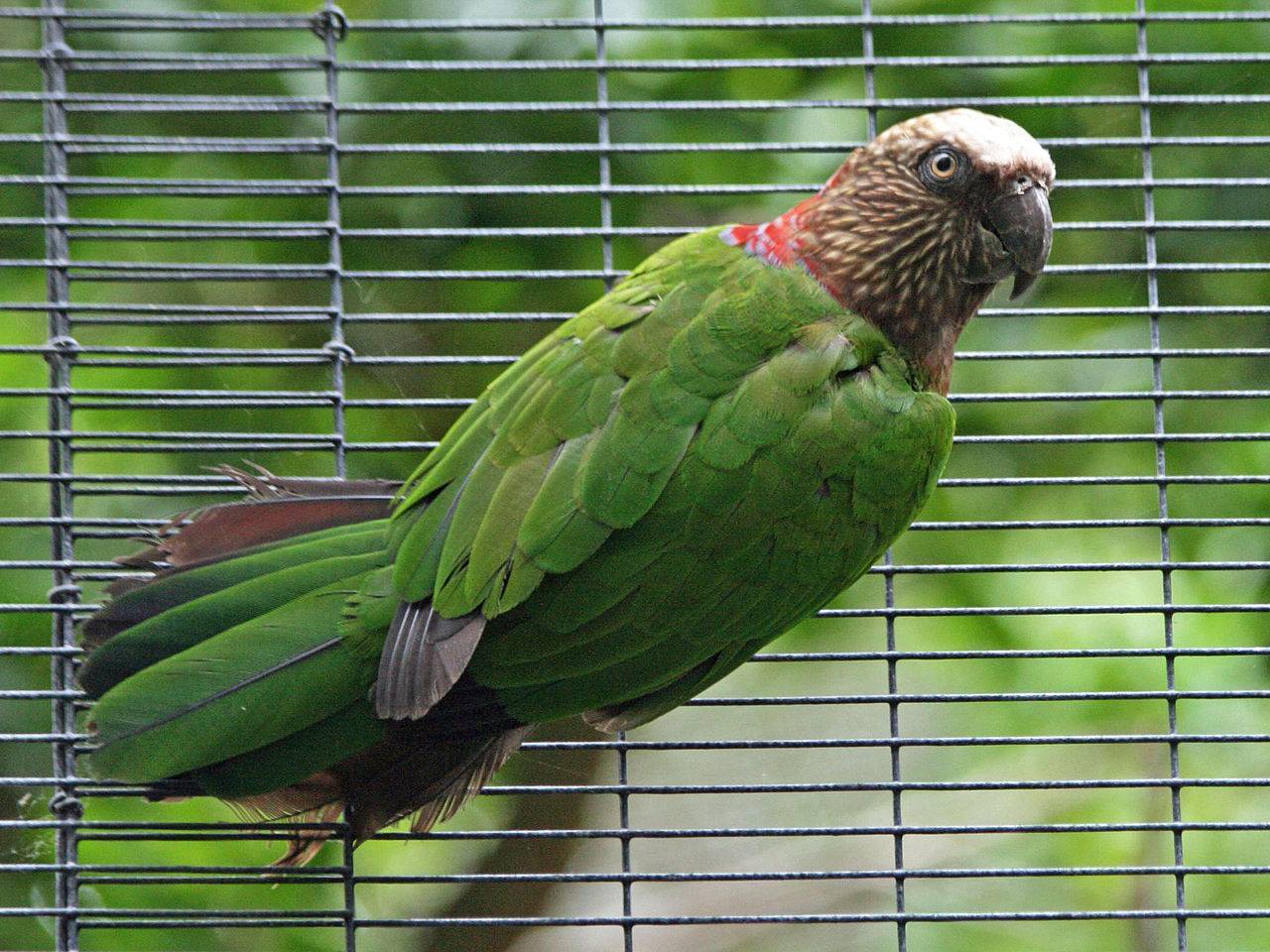 Горный австралийский попугай – уход и содержание