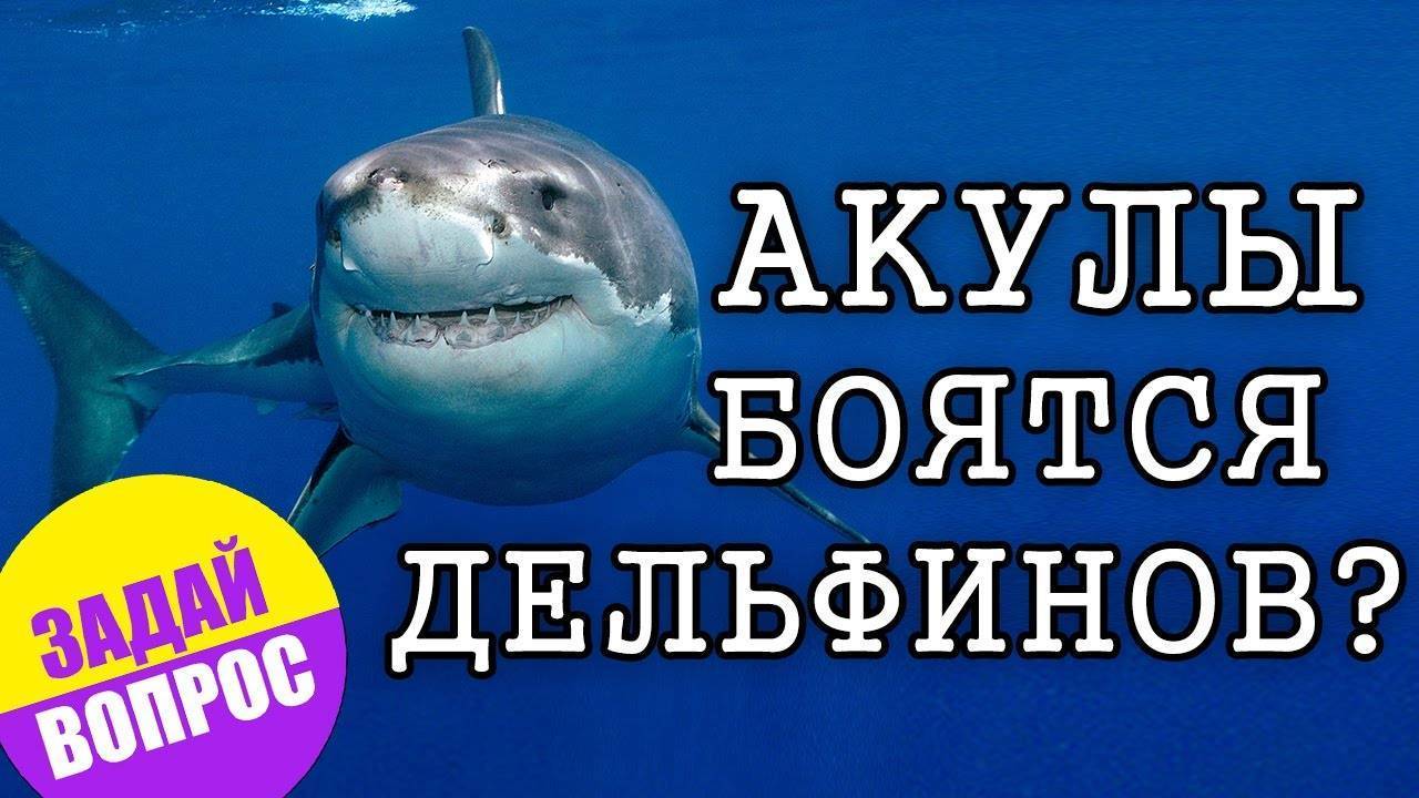 Почему акулы боятся дельфинов