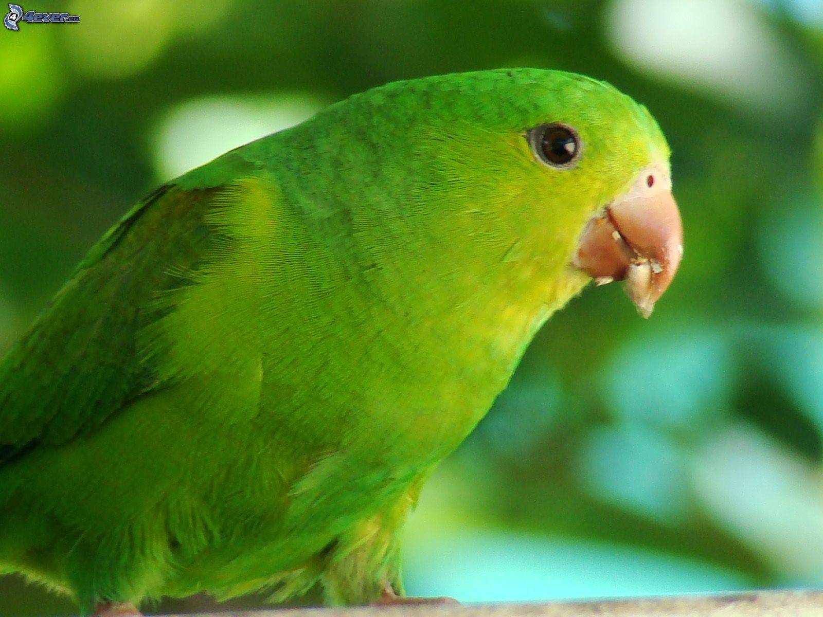 ? попугай ара: описание, разновидности, фото