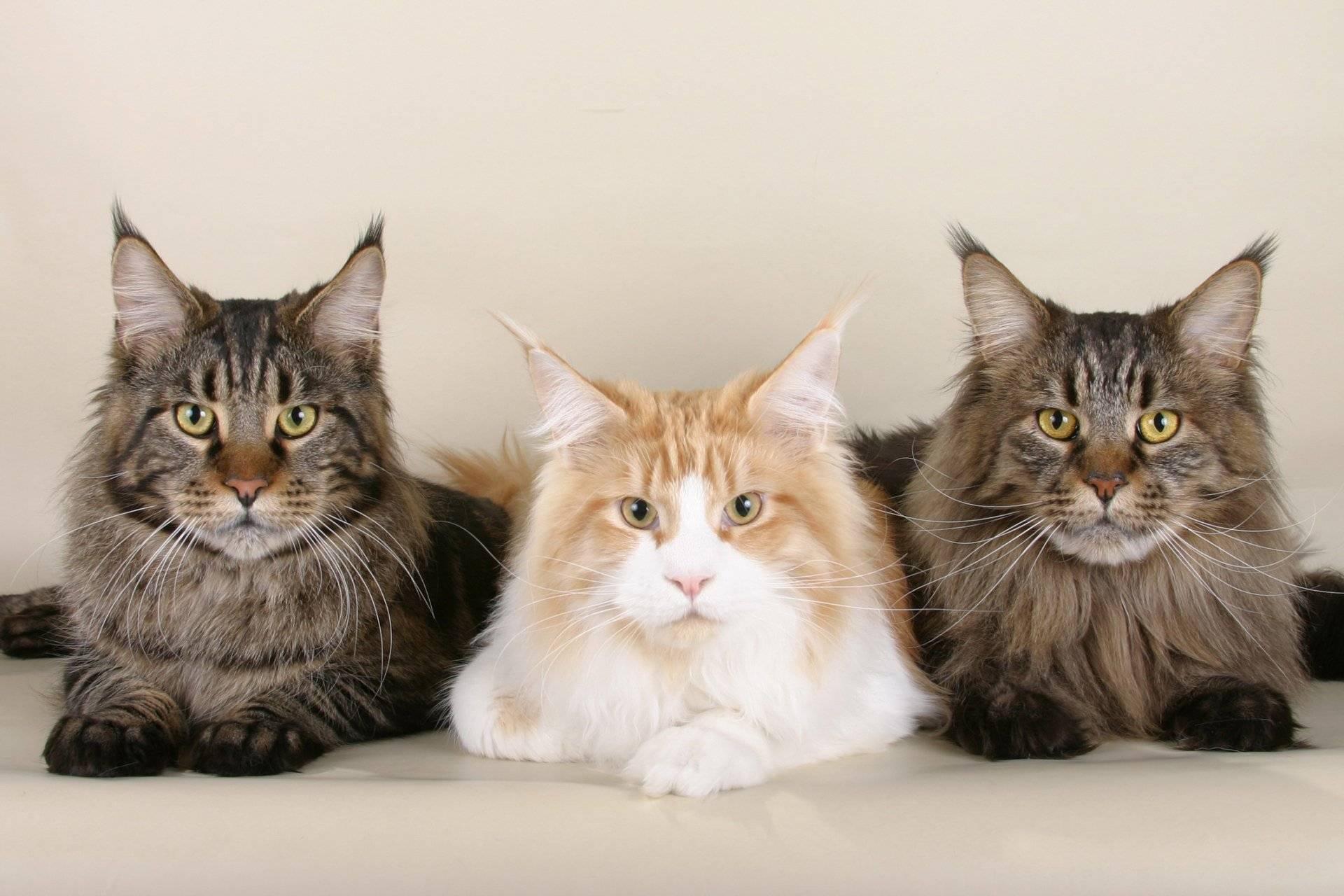 Болезни кошек мейн-кун: особенности и как определить болезнь