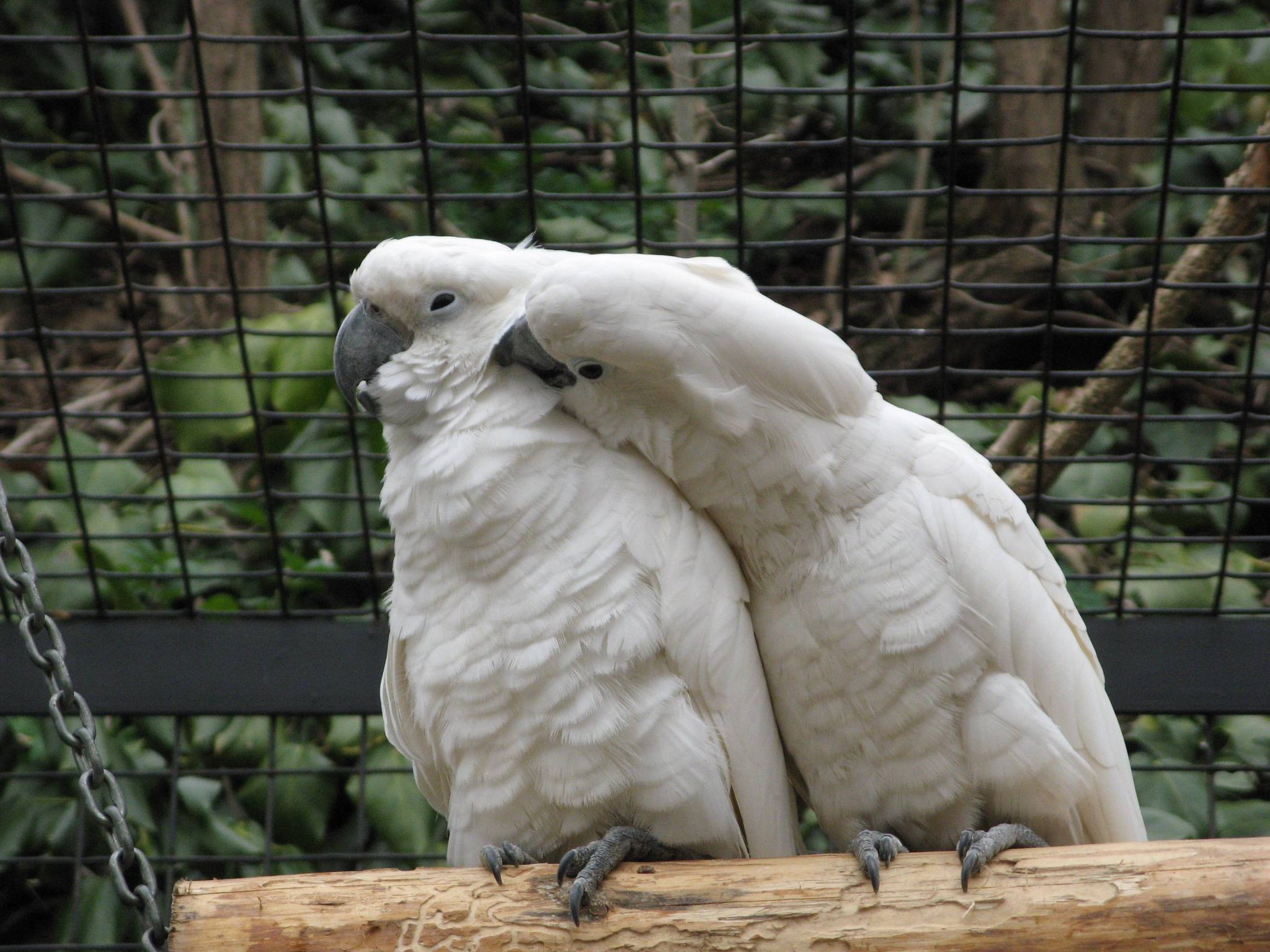 Попугай какаду: особенности, уход, характер