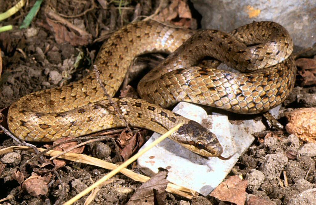 С медным отливом. медянка — неядовитая змея, причем редко встречается на территории беларуси — не убивайте ее, даже если она вас случайно испугала.