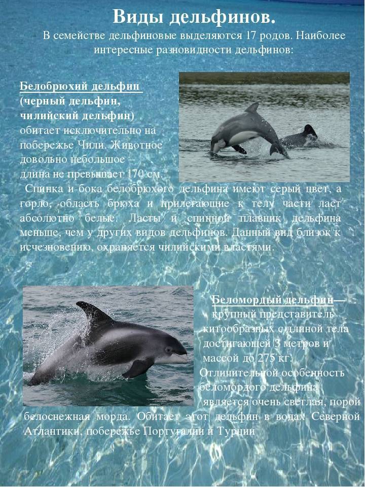Беломордый дельфин: описание. образ жизни в естественной среде