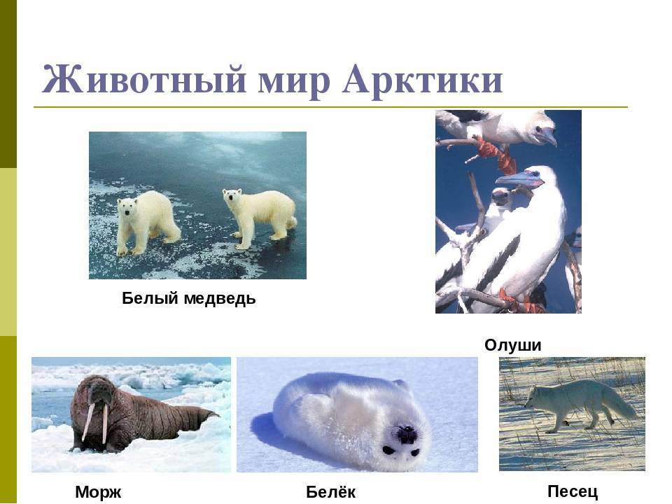 Животные севера (арктики)