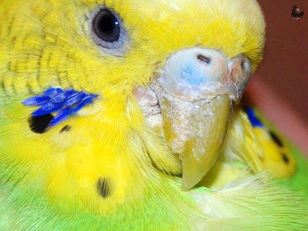 ? клещи у попугаев - своевременная диагностика и лечение