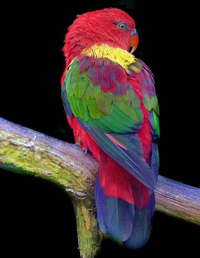 Попугаи лори – многоцветная порода с языком щеткой
