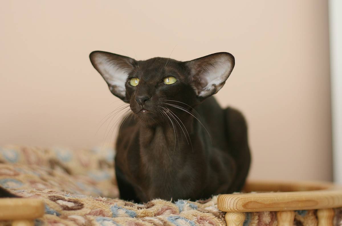 Ориентальная кошка: особенности длинношёрстной породы ориентал, фото и описание кота, выбор котёнка и отзывы владельцев