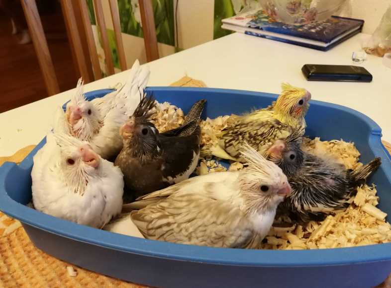 Разведение попугаев корелла в домашних условиях