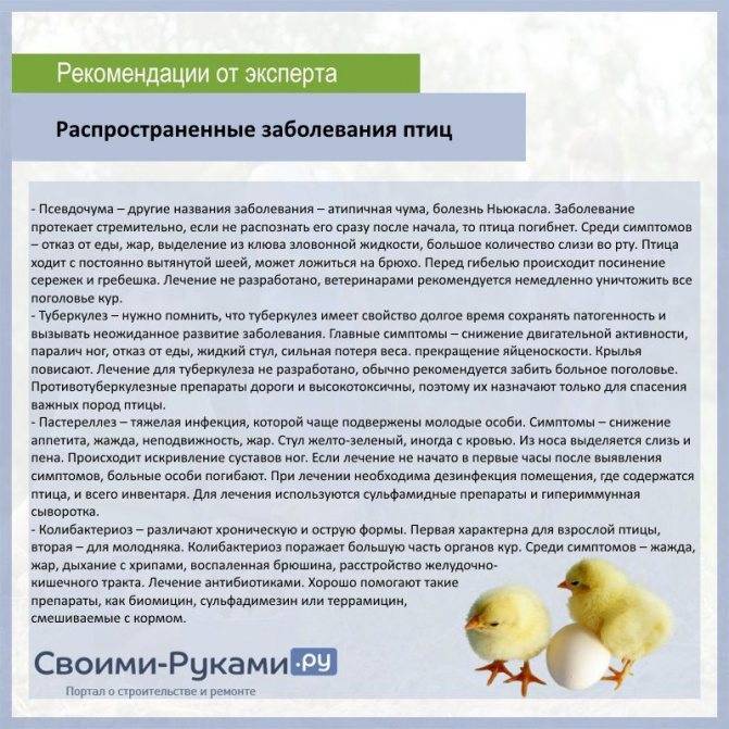 Памятка для населения по профилактике гриппа птиц грипп птиц — важное — пресс-центр — главная — официальный сайт кушвинского городского округа