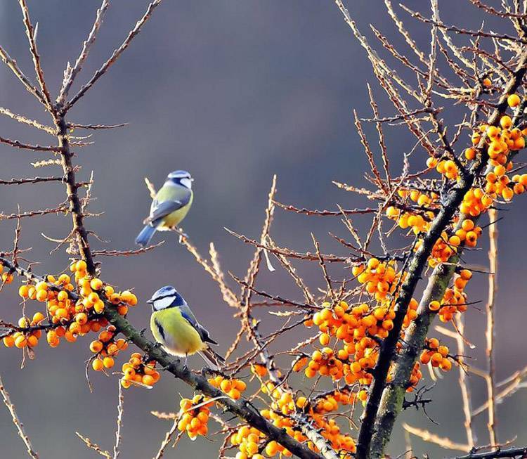 Птица чиж (100 фото): особенности, виды и популяция в природе. интересные факты + фото