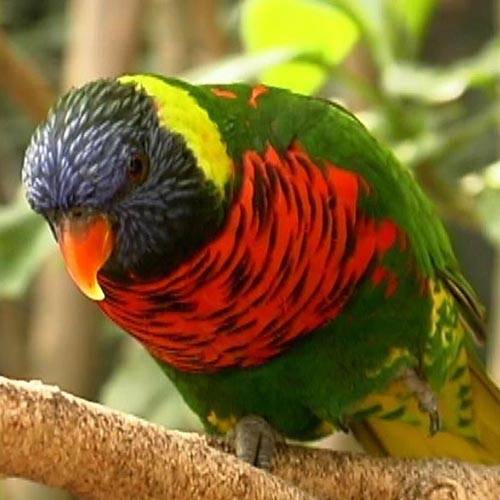 Лори попугай. образ жизни и среда обитания попугая лори