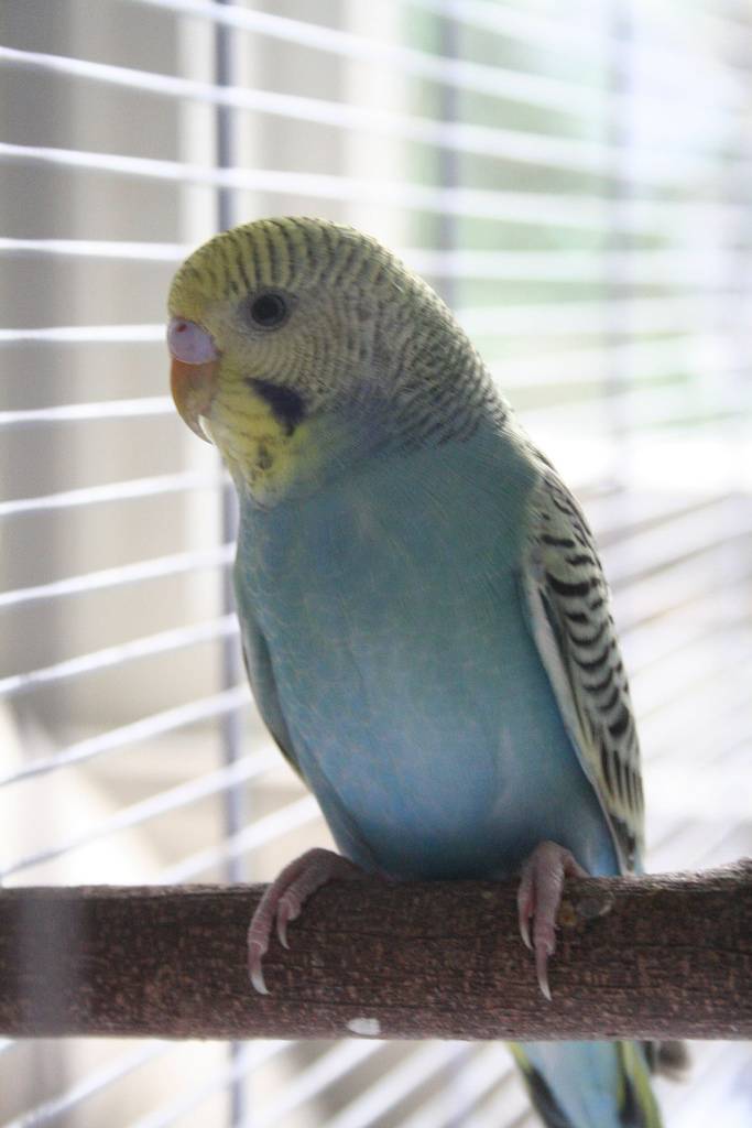 Говорящий попугай: какие птицы говорят, легче всего учатся и как научить говорить