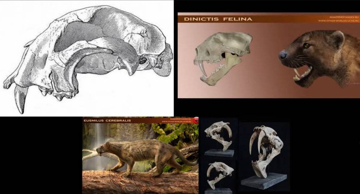 Стегозавр – фото, описание, обнаружение, ареал, рацион, враги