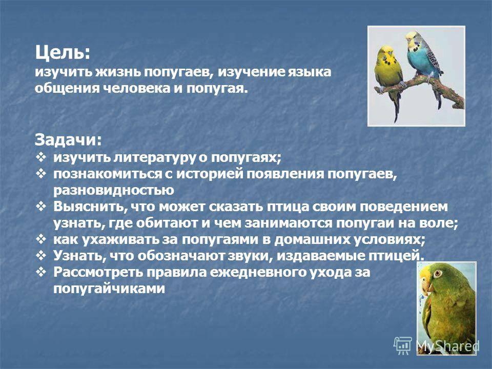 Интересные факты о волнистых попугаях для детей и не только