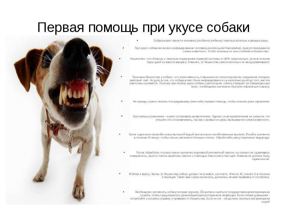 Десять видов агрессии у собак