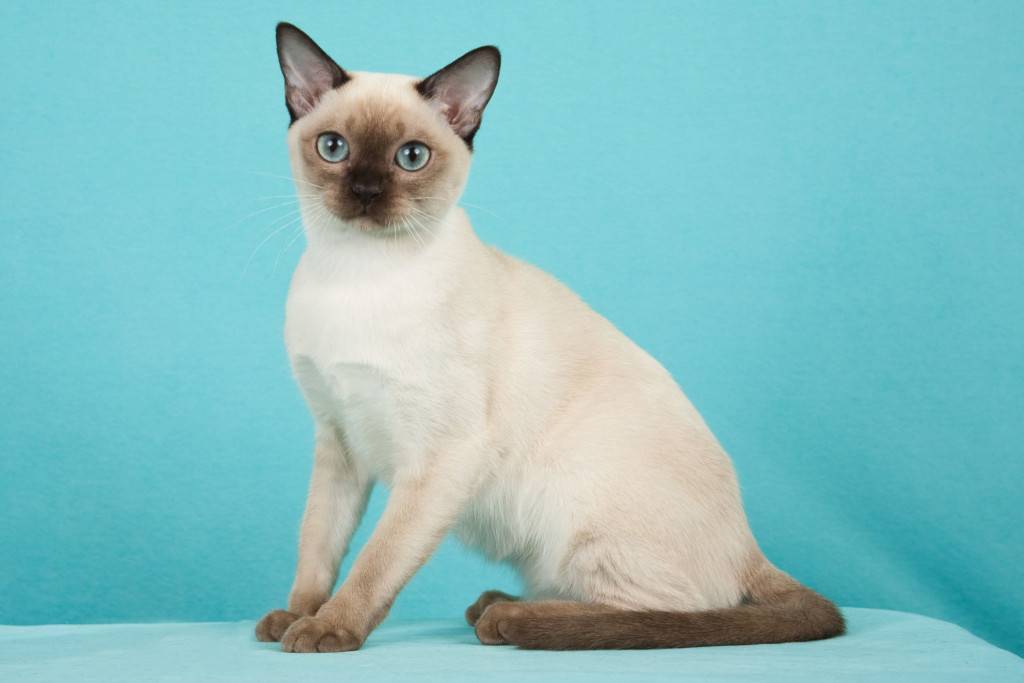Тонкинская кошка – описание породы, характеристика, как выглядит