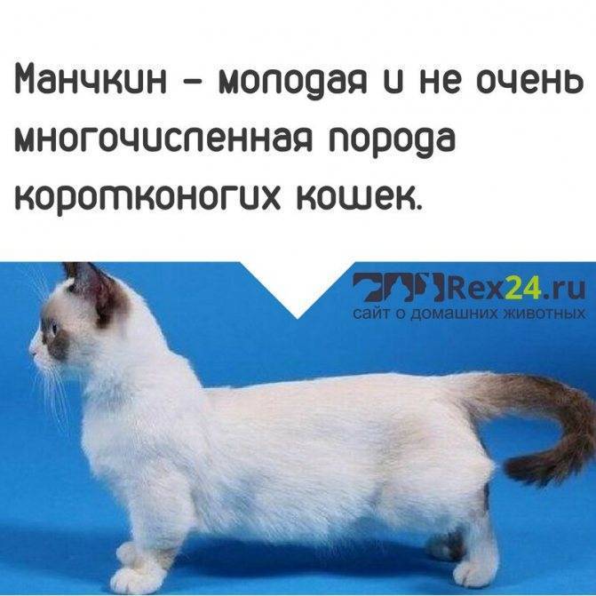 ᐉ манчкин - описание пород котов - ➡ motildazoo.ru