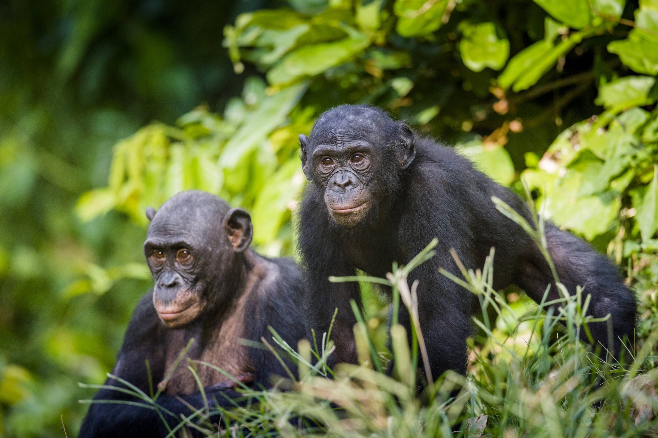 Шимпанзе: описание, где обитают, сколько живут, чем питаются