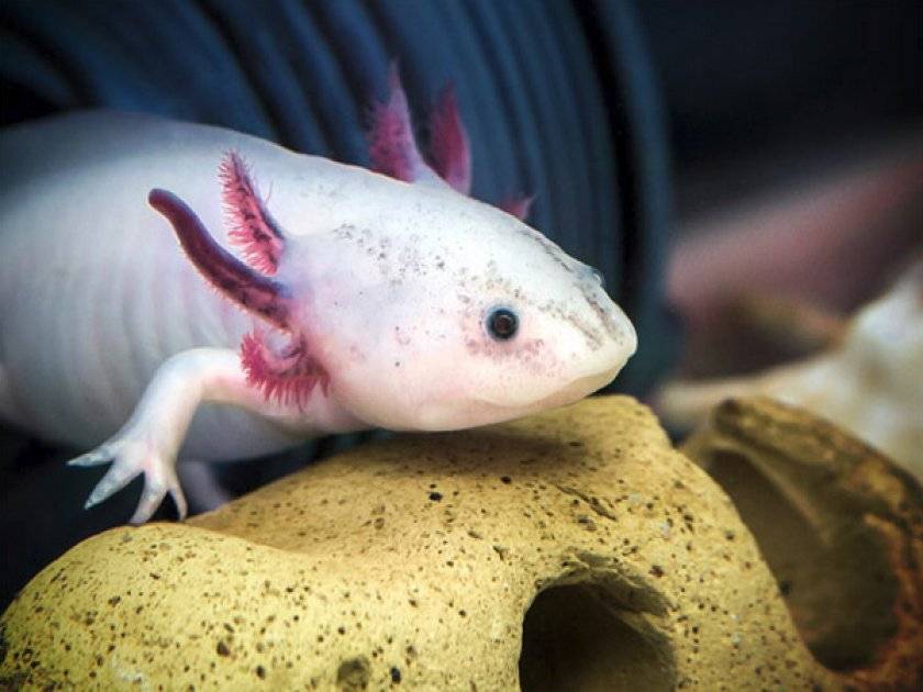 Аксолотль ???? (axolotl, ambystoma mexicanum): содержание, виды , совместимость, размножение, фото-видео обзор - aqa.wiki