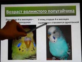 Как определить возраст волнистого попугая?
