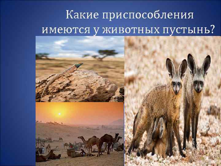Животные пустыни - животный мир
