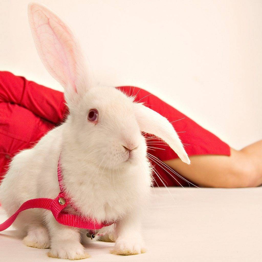 Как назвать декоративного кролика: лучшие имена для вашего питомца