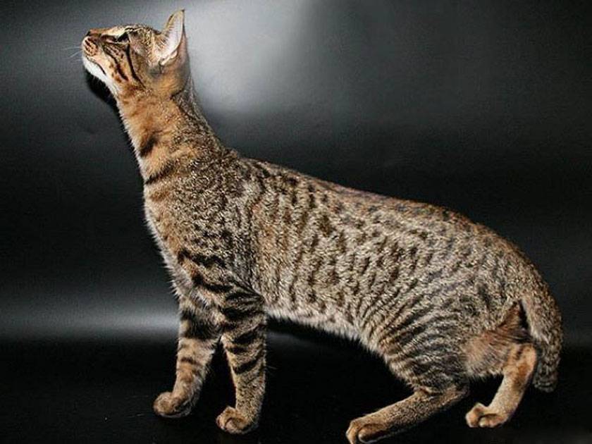 Порода кошек серенгети: описание внешности, характер животного и содержание породы