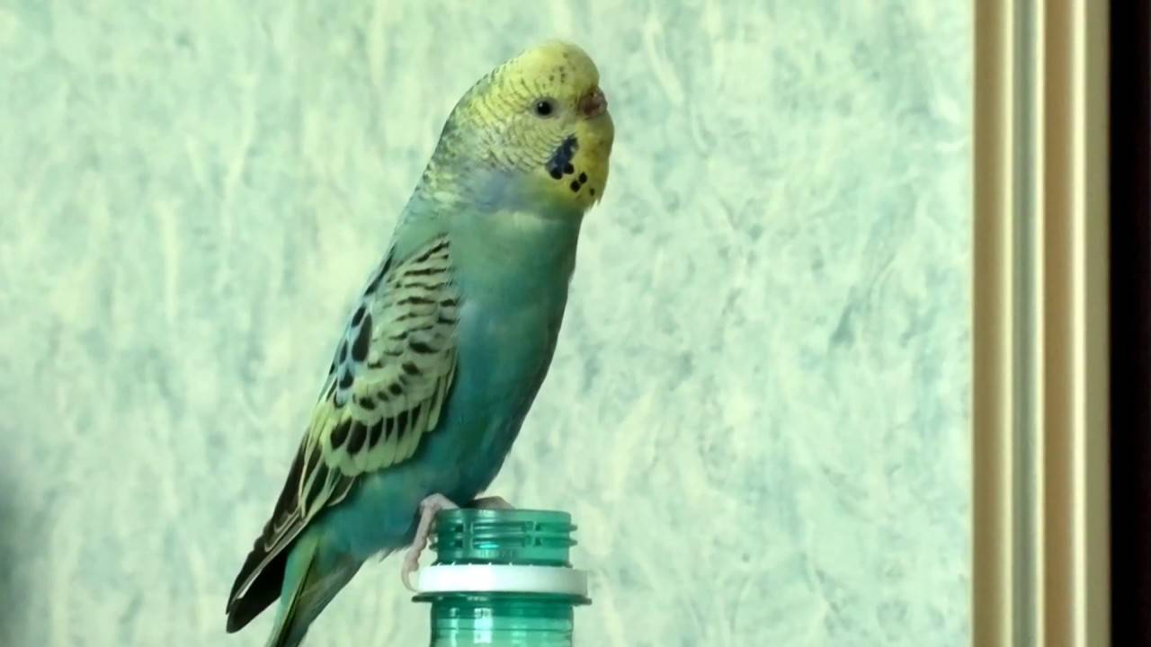 Поют ли самки волнистых попугаев. особенности пения волнистых попугаев: не только чириканье. о чём чирикают волнистые попугайчики