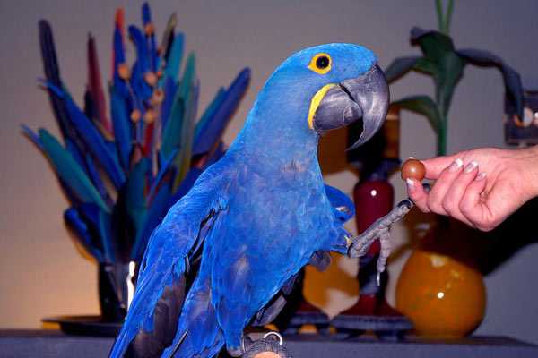 Самые дорогие попугаи в мире
