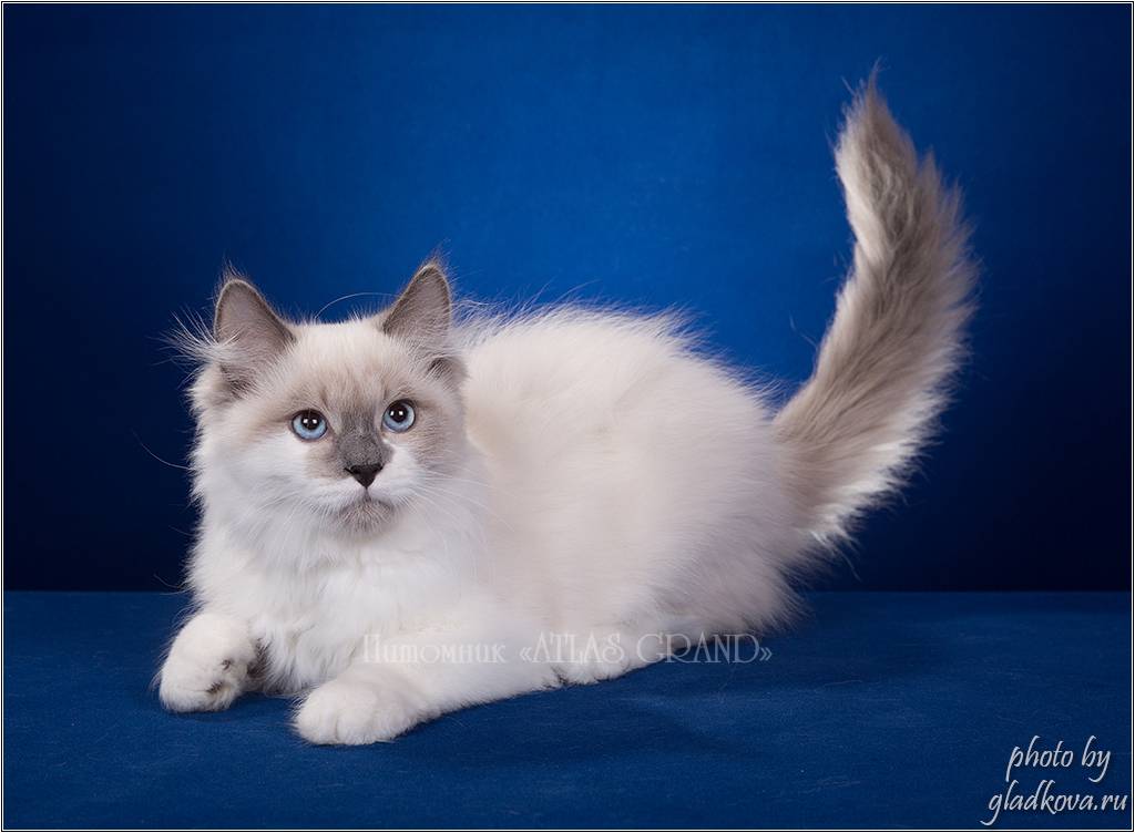 Порода кошки невская маскарадная: фото, описание, особенности и характер породы