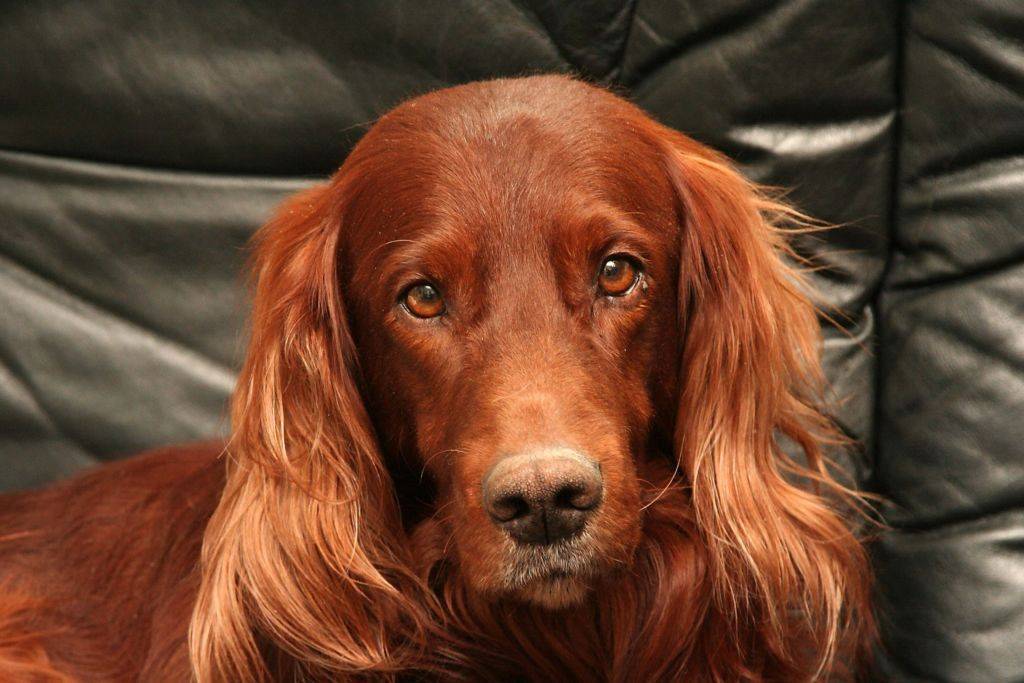Ирландский сеттер: описание породы собак, цена щенков